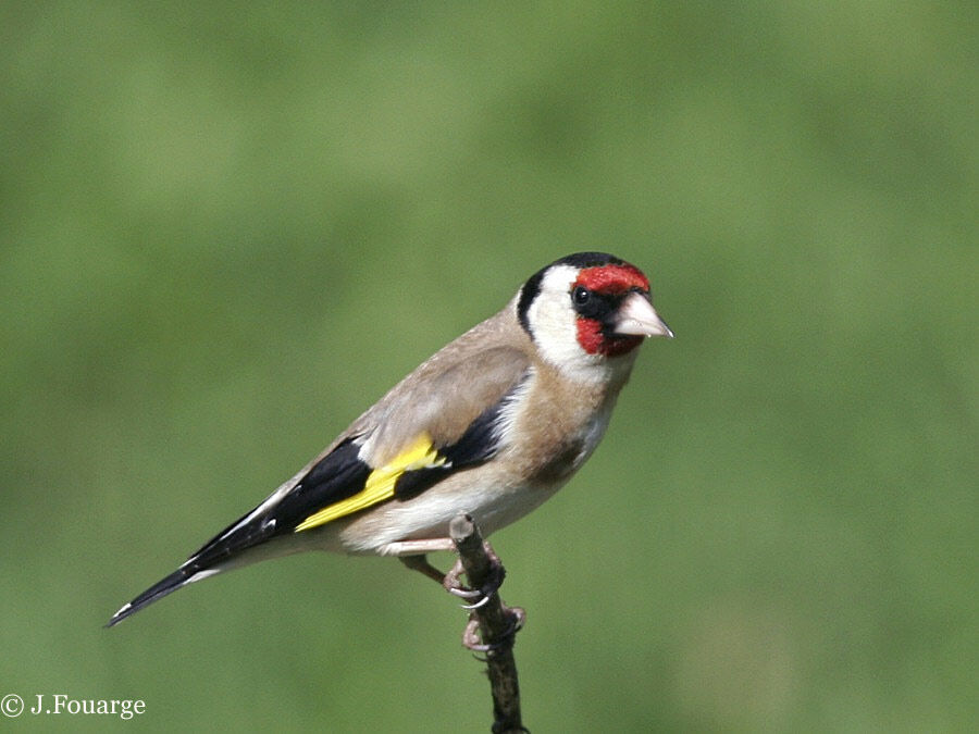 Chardonneret élégant