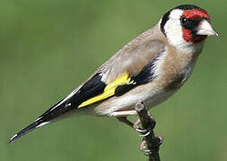 European Goldfinch