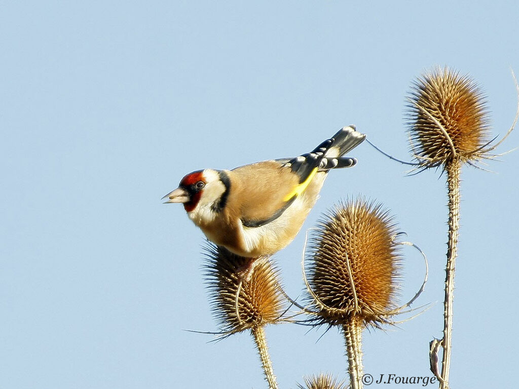 Chardonneret élégant mâle