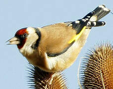 European Goldfinch