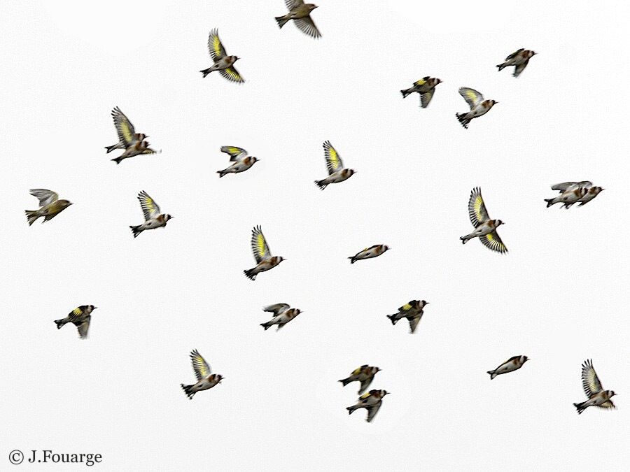 European Goldfinch