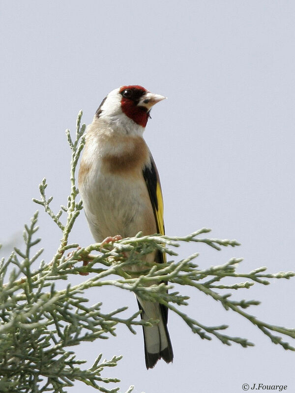 European Goldfinch male adult