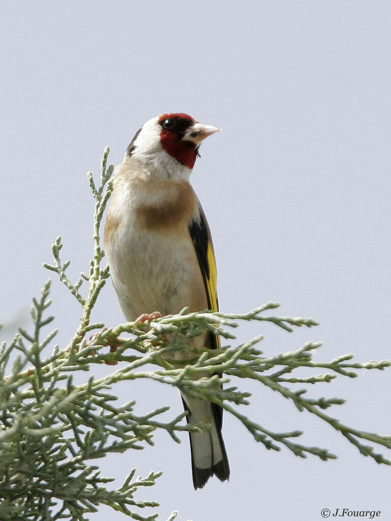 Chardonneret élégant mâle adulte