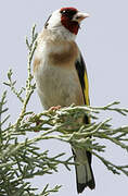 European Goldfinch