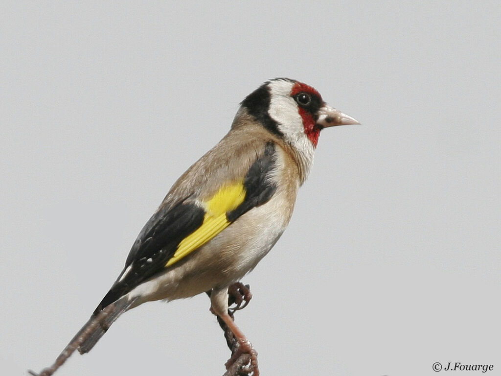 European Goldfinch male adult