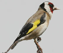 European Goldfinch