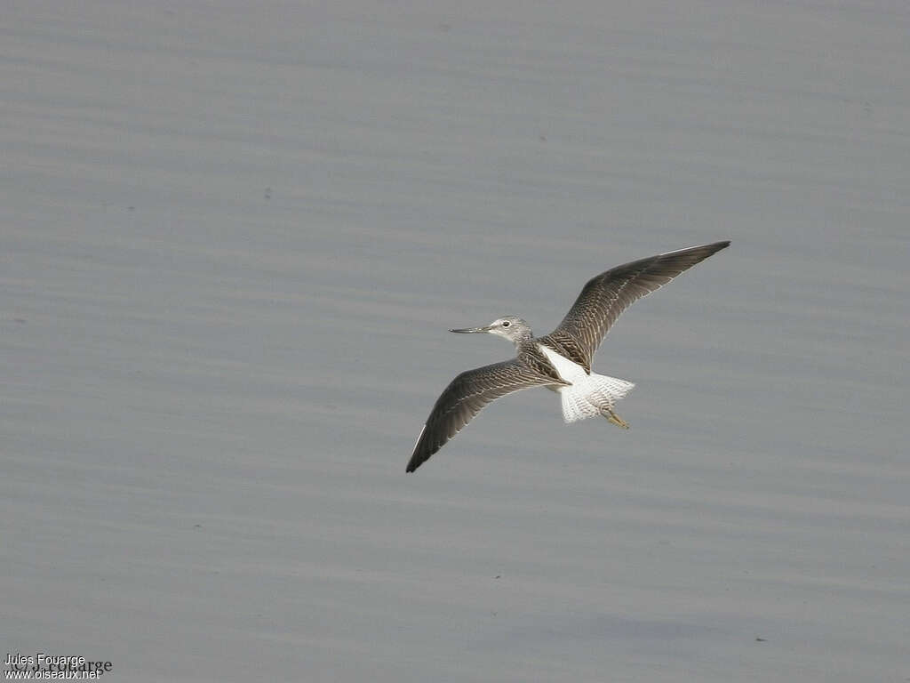 Common Greenshankadult, Flight