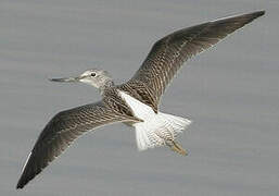 Common Greenshank