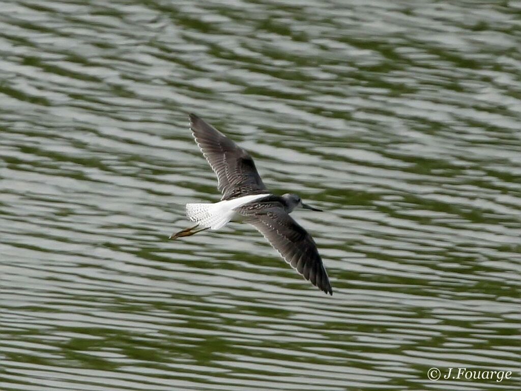 Common Greenshank