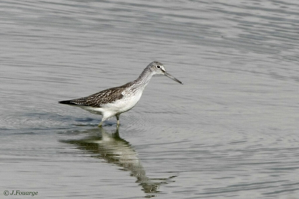 Common Greenshank