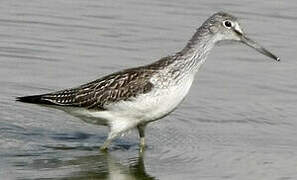 Common Greenshank