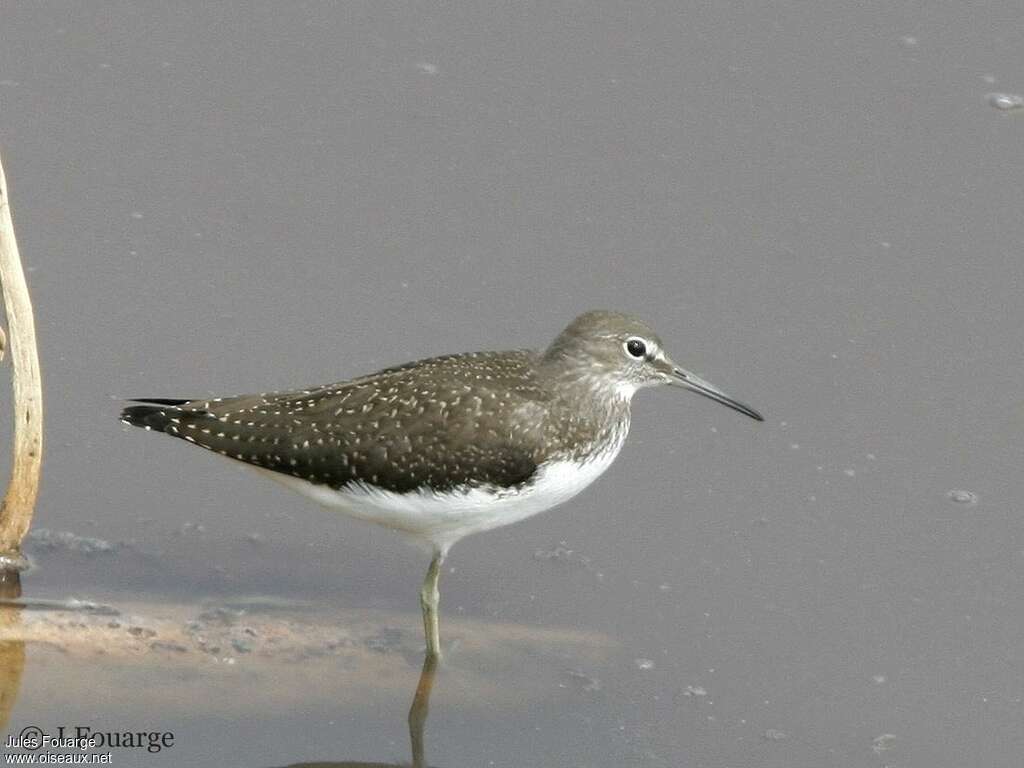 Green Sandpiperjuvenile, identification