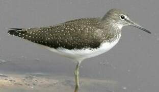 Green Sandpiper