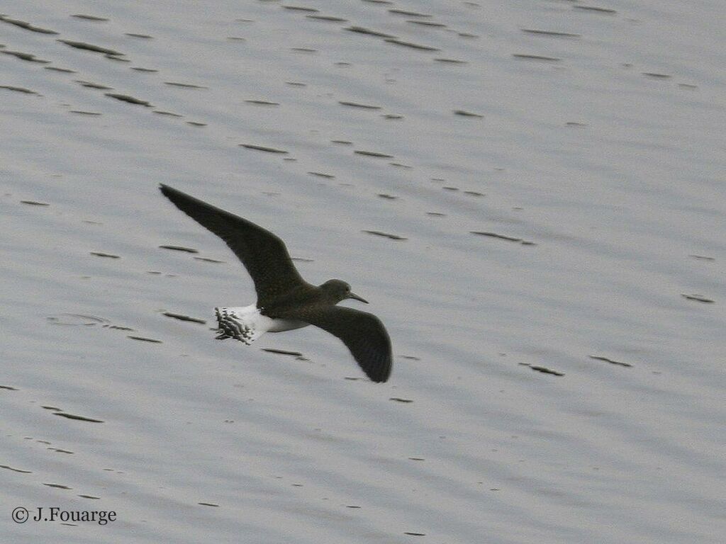 Green Sandpiper