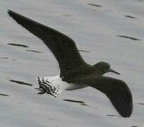 Green Sandpiper