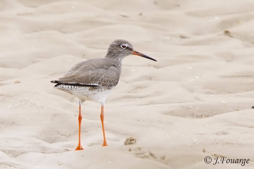 Common Redshank, identification