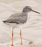 Common Redshank