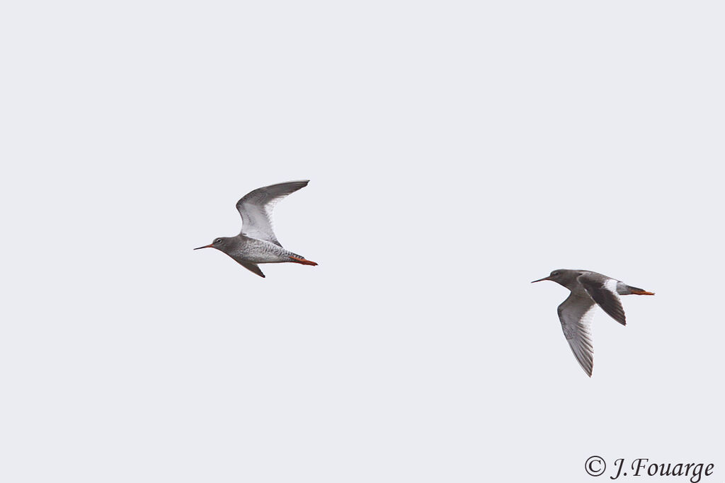 Common Redshank, Flight