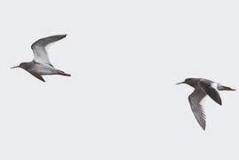 Common Redshank