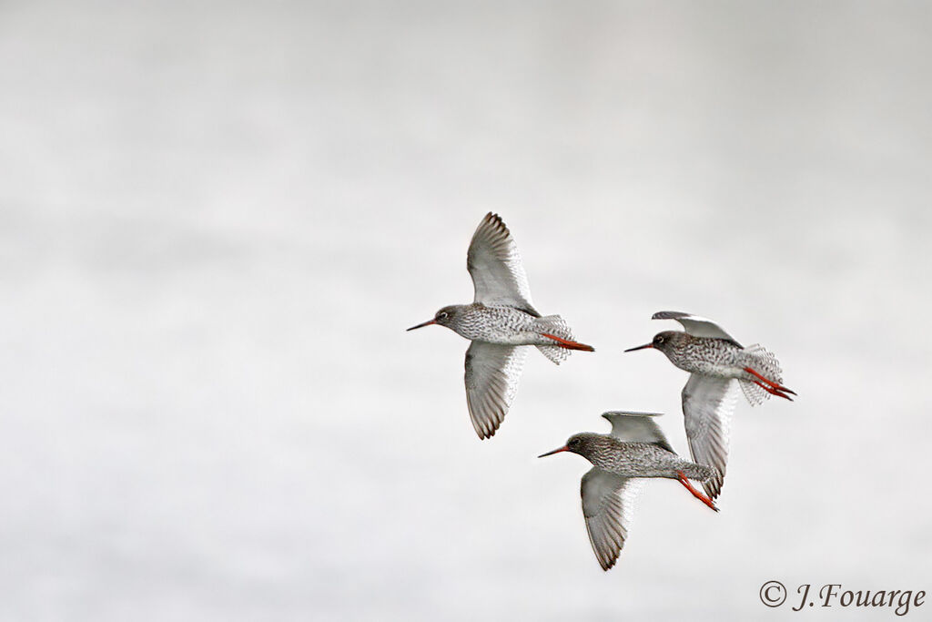 Common Redshank, Flight