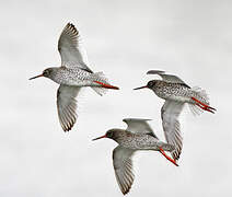 Common Redshank