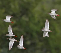 Common Redshank