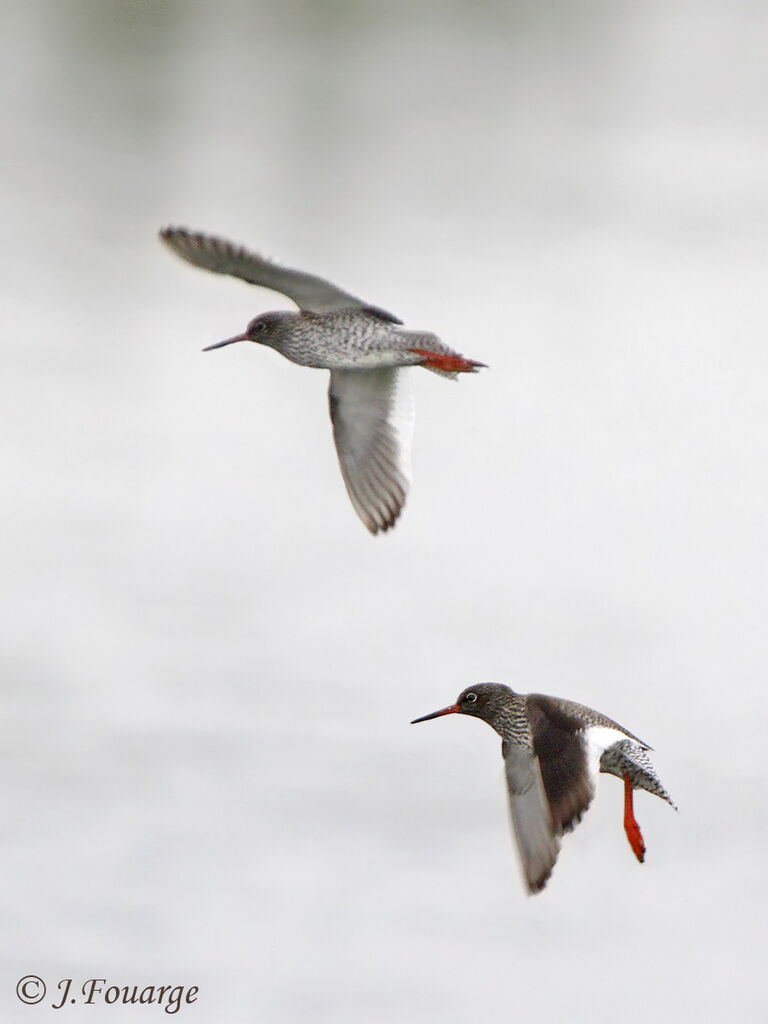 Common Redshank, Flight