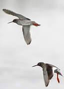 Common Redshank