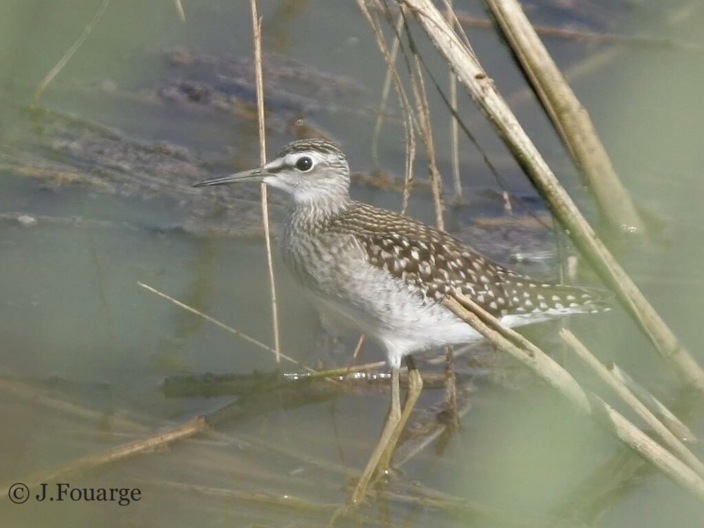 Wood Sandpiper