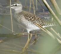 Wood Sandpiper