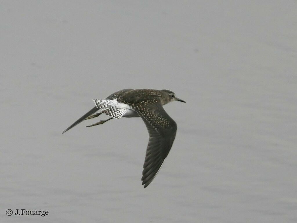 Wood Sandpiper