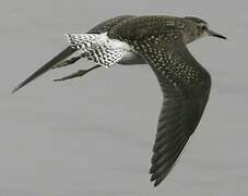 Wood Sandpiper