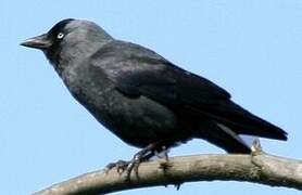 Western Jackdaw