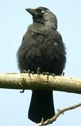 Western Jackdaw