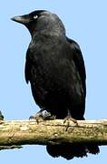 Western Jackdaw