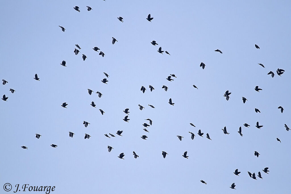 Western Jackdaw, Flight, Behaviour