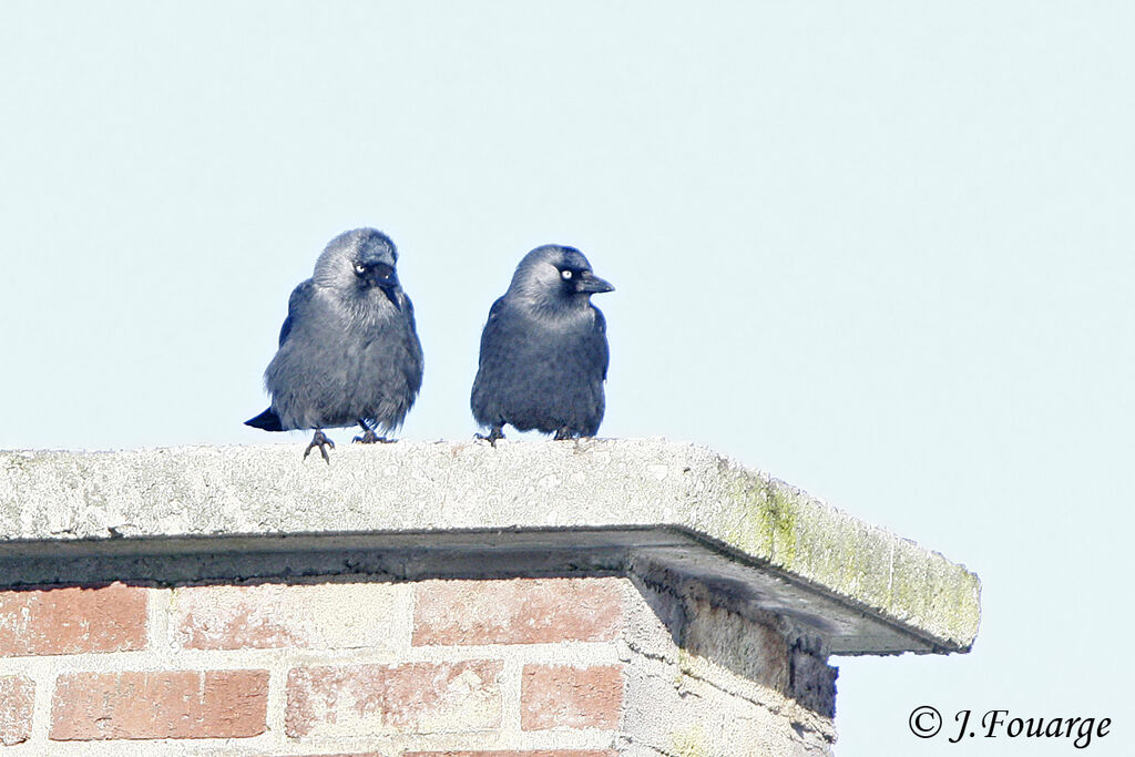 Western Jackdaw , Reproduction-nesting, Behaviour