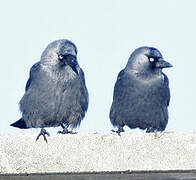 Western Jackdaw