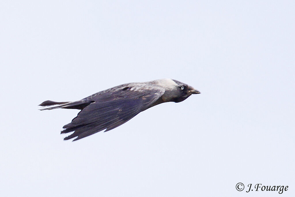 Western Jackdaw, Flight