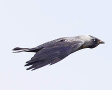 Western Jackdaw