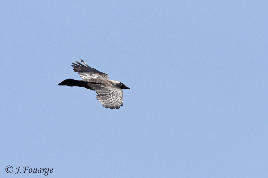 Western Jackdaw, Flight