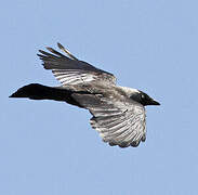 Western Jackdaw