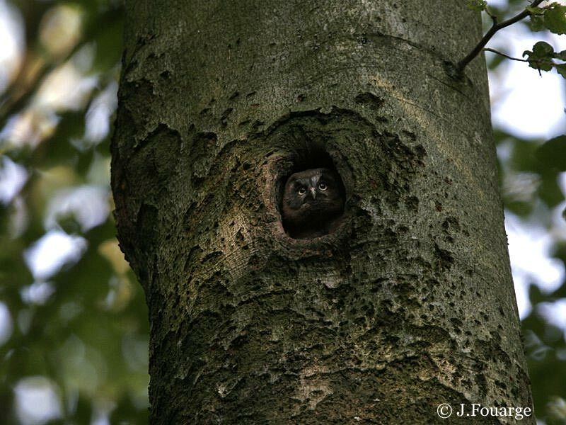 Boreal Owl