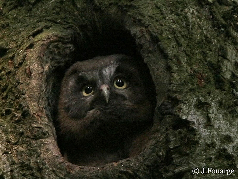 Boreal Owl