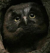 Boreal Owl