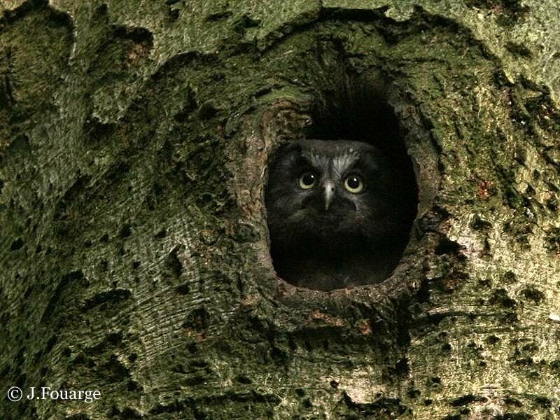 Boreal Owl