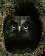 Boreal Owl