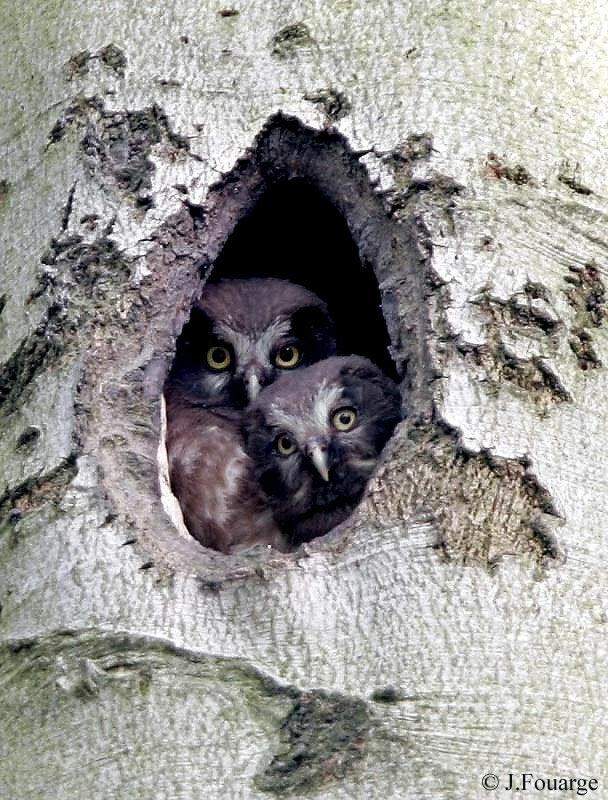 Boreal Owl