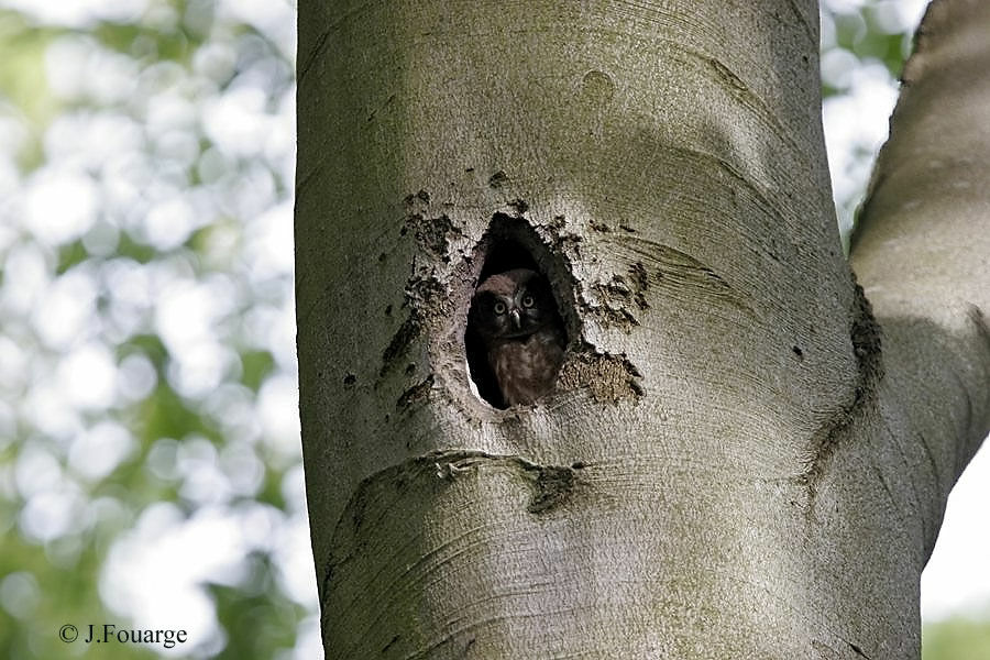 Boreal Owl