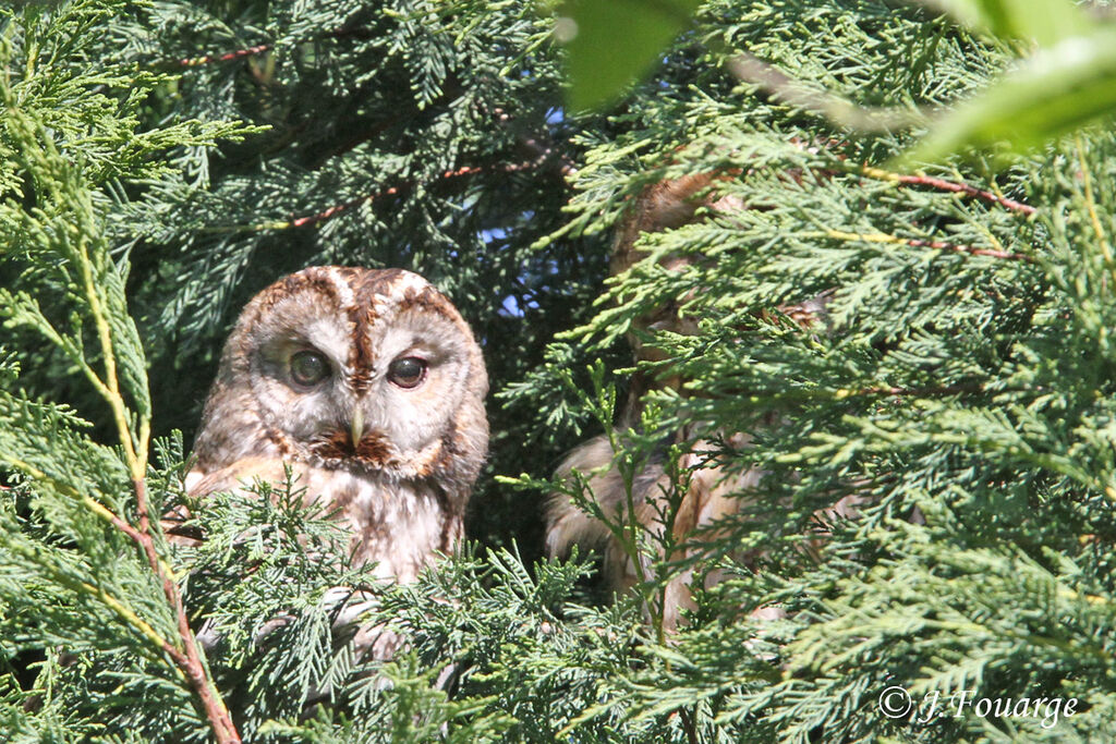 Chouette hulottejuvénile, identification, Nidification